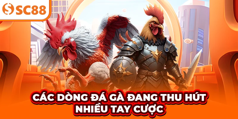 Các dòng đá gà đang thu hút nhiều tay cược