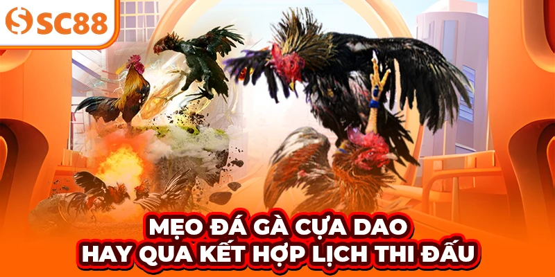 Mẹo đá gà cựa dao hay qua kết hợp lịch thi đấu