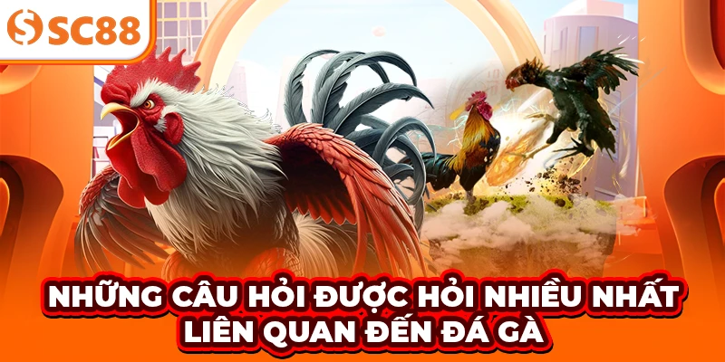 Những câu hỏi được hỏi nhiều nhất liên quan đến đá gà